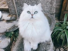 -喵屿·大理花园猫咖