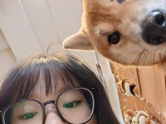 -南京Hallo宠物乐园·哈罗犬舍·柴犬繁育基地