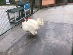 -宁波九龙湖开元度假村