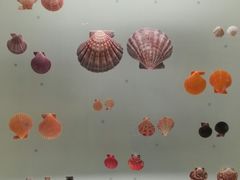 -青岛贝壳博物馆