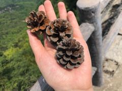 -内乡宝天曼生态旅游区