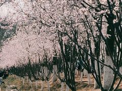 -桃花堤公园