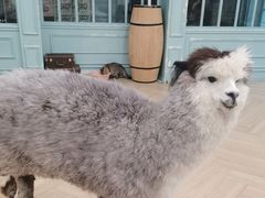 -安格丽娜·狗咖·猫咖羊驼咖(春熙路百盛商场店)