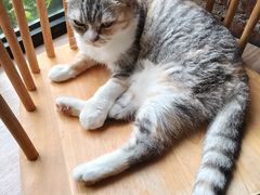 -豆逗聊愈猫阁Easy Life
