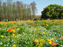 -上海共青森林公园