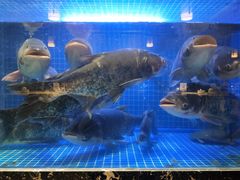 -姜君·千岛湖鱼头馆(浦东大道店)