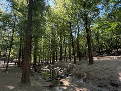 -白水寺森林公园