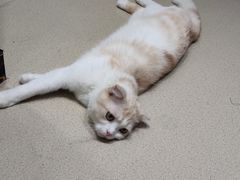 -藏猫猫咖啡主题馆(中央大道店)