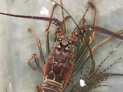 -拉威海鲜市场