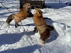 -宫城藏王狐狸村