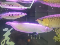 -小鱼小牛·鱼牛干锅·脆鱼火锅(世欧广场店)