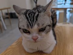 -有喵·猫咖·狗咖·30几只猫10只小狗(岗厦店)