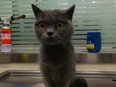 -暖阳宠物医院·犬猫康复中心·骨科