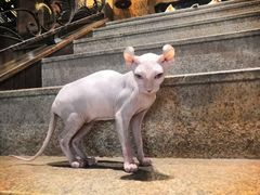 -more than meow吴止猫主题餐厅(承德 中船汇店)