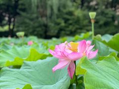-陈家山荷花公园