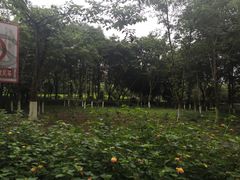 -重庆彩云湖湿地公园