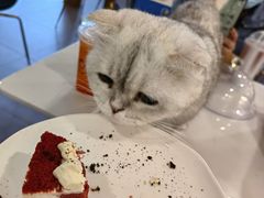 红丝绒蛋糕-飞行喵MR PILOT|猫舍·猫咖(静安大融城店)