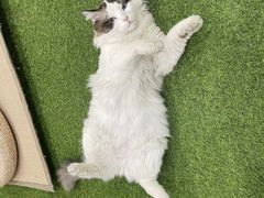 -白兔子密室(长寿路店)