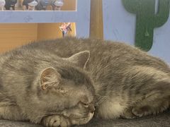 -喵园·猫主题咖啡厅·撸猫·猫咖(国贸店)