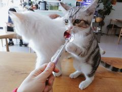 -平行世界·猫咖(首经贸店)