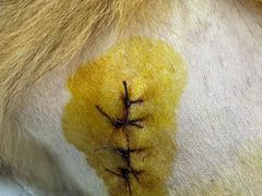 -艾贝尔宠物医院 ·内科全科(梁溪路店)