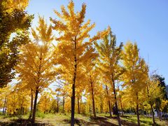 -北京西山国家森林公园