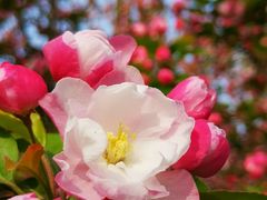 -海棠花溪(元大都城垣遗址公园)