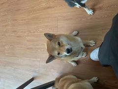 -柴犬高等学院·狗咖·柴犬售卖·宠物训练