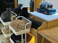 -是阿柴呀！柴犬咖啡·爱喵喵猫咖