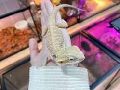 -Moni星球萌宠·小马宝莉·灵蛇·高端高阶全萌宠互动体验俱乐部(红豆国际广场店)