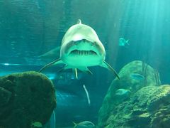 -瑞普利水族馆