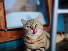 -喵屿·大理花园猫咖