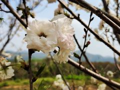 -天适樱花悠乐园