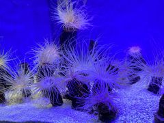 -上海海洋水族馆