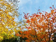 -武汉大学老图书馆