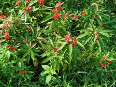 -小公洞韩式豆腐村