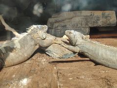 -黔灵山公园