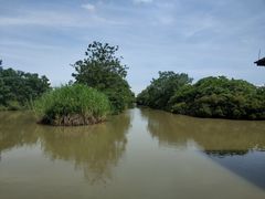 -大湾区中央湿地公园