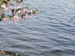 -西湖游船
