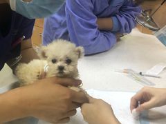 -联合动物医院(光谷诊疗中心)