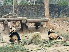 -都江堰中华大熊猫苑