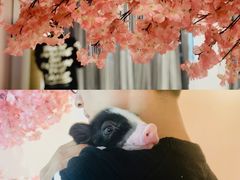 -浣熊柯尔鸭土拨鼠·电玩咖