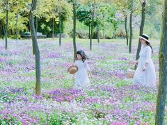 -天适樱花悠乐园