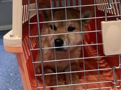 -伟伟宠物医院·CT影像中心·瑞派犬猫综合性门诊(汉口总院)