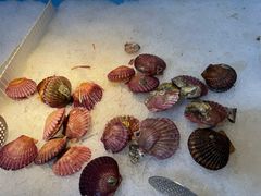 -圣罗巴海鲜烤肉自助(佳兆业店)