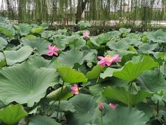 -莲花池公园