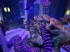 -太平洋海底世界