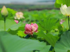-荷塘月色湿地公园·向阳花洲