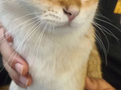 -琪喵猫屋·撸猫猫咖·猫舍