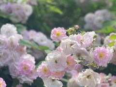 -同里国家湿地公园